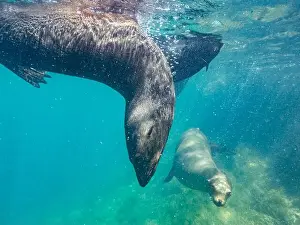 Baja California Sur Prints: Guadalupe fur seals (Arctocephalus townsendi)