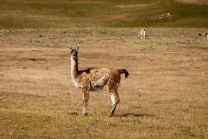 Patagonia Prints: A guanaco staring the camera