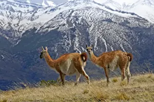 Guanaco Prints: Guanacos in Torres del Paine NP, Patagonia, Chile