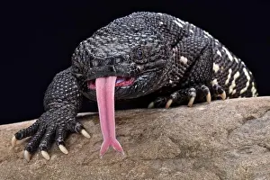 Forked Tongue Prints: Guatemalan beaded lizard (Heloderma charlesbogerti)
