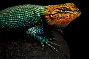Spiny Lizard Prints: Guatemalan Emerald Spiny Lizard (Sceloporus taeniocnemis)