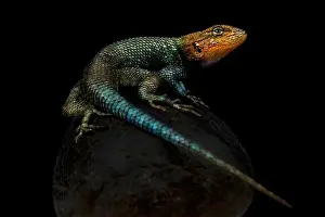 Spiny Lizard Prints: Guatemalan Emerald Spiny Lizard (Sceloporus taeniocnemis)