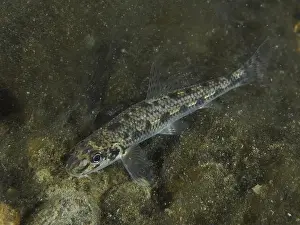 Slides Prints: A gudgeon (Gobio gobio) with a distinctive scale pattern gliding over the substrate
