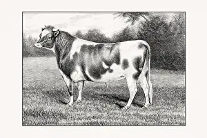1887 Prints: Guernsey Cattle. Antique cattle illustration of a bull from an 1887 livestock book