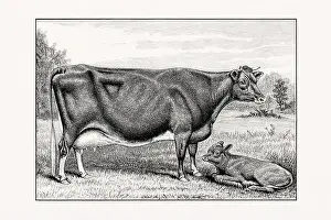 1887 Prints: Guernsey Cattle. Vintage cattle illustration of a cow and calf from an 1887 livestock book