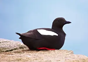 Sea Bird Prints: Guillemot Hanging About in Dún Laoghaire, Dublin