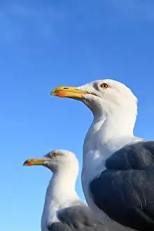 Seabirds Prints: Gulls, birds. Seagulls against a background of blue sky
