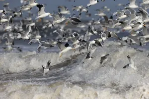Roller Prints: Gulls in feeding frenzy