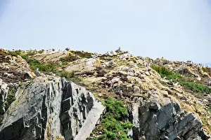 Labrador Prints: Gulls roosting on the cliffs at Cape Bonavista Lighthouse in Bonavista