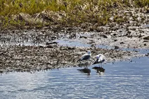 Caged Prints: Two gulls standing in the water at Potter Marsh on a sunny spring day in Anchorage, Alaska