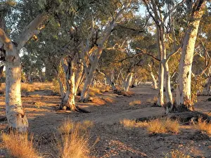 Gum trees in the dry Roe creek river bed in the late afternoon near Simpsons Gap in the McDonnell Ranges