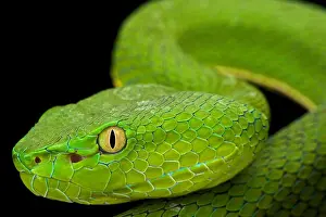Pit Viper Prints: Gumprecht's green pitviper (Trimeresurus gumprechti )