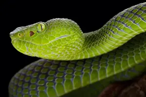 Pitviper Prints: Gumprecht's green pitviper (Trimeresurus gumprechti) female