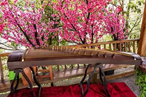 Folk Music Prints: Guzheng instrument on the background of beautiful blossom flowers at Tianmen Mountain