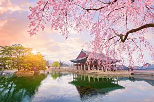 Pavillion Prints: Gyeongbokgung palace with cherry blossom tree in spring time in seoul city of korea