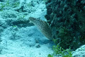Watersports Prints: A Gymnothorax moringa, or spotted moray