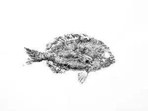 Gyotaku print of kurodai fish made with black ink on white background