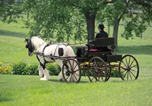 Equus Prints: Gypsy Vanner Horse stallion being driven by young male whip