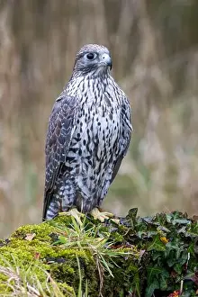 Predatory Bird Prints: The Gyrfalcon is a carnivorous raptor preying on birds and mammals