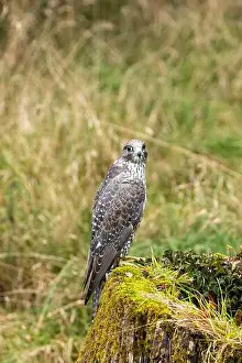 Predatory Bird Prints: The Gyrfalcon is a carnivorous raptor preying on birds and mammals