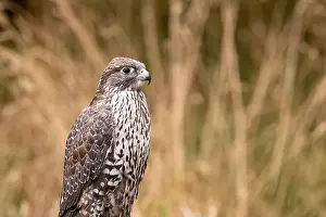 Predatory Bird Prints: The Gyrfalcon is a carnivorous raptor preying on birds and mammals