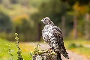 Predatory Bird Prints: The Gyrfalcon is a carnivorous raptor preying on birds and mammals