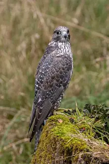 Predatory Bird Prints: The Gyrfalcon is a carnivorous raptor preying on birds and mammals
