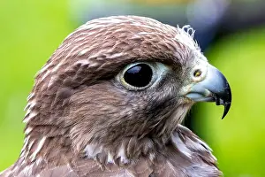 Nature Conservation Prints: Gyrfalcon feeds on birds and small mammals