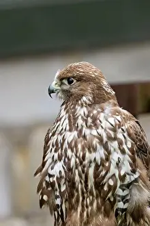 Nature Conservation Prints: Gyrfalcon feeds on birds and small mammals