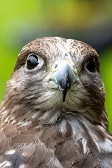 Nature Conservation Prints: Gyrfalcon feeds on birds and small mammals