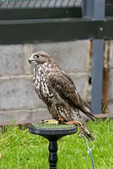 Nature Conservation Prints: Gyrfalcon feeds on birds and small mammals