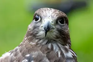 Nature Conservation Prints: Gyrfalcon feeds on birds and small mammals