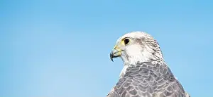 Gyrfalcon Prints: Gyrfalcon portrait, blue sky, wildlife, raptor bird of prey, habitat, Falco rusticolus