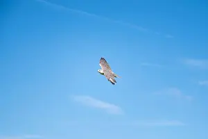 Gyrfalcon Prints: Gyrfalcon, wildlife, raptor bird of prey flying