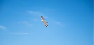 Gyrfalcon Prints: Gyrfalcon, wildlife, raptor bird of prey flying in the blue sky, Falco rusticolus