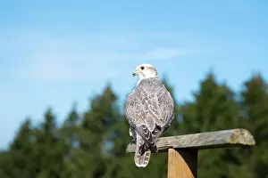 Gyrfalcon Prints: Gyrfalcon, wildlife, raptor bird of prey on a tree trunk