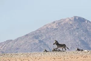 Desert Collection: Haartmans mountain Zebra