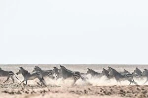 Desert Collection: Haartmans mountain Zebra