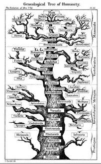 Darwin Prints: Haeckel's scheme of evolution displayed in the form of a tree