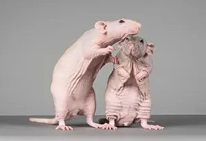 Comical Prints: Hairless Pet Rats, UK
