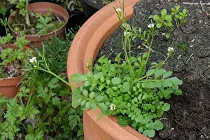 Hairy bittercress Cardamine hirsuta flowering plant in a garden container