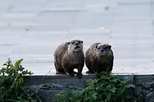 Whisker Prints: Two hairy-nosed otters