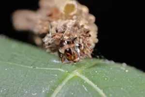 Larval Prints: hairy sweep (Canephora hirsuta)