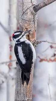Insectivore Prints: A Hairy Woodpecker clings to an aspen tree
