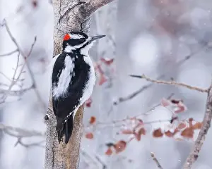 Insectivore Prints: A Hairy Woodpecker clings to an aspen tree