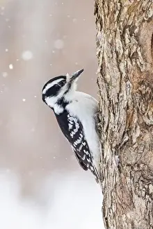 Protected Species Prints: hairy woodpecker (Leuconotopicus villosus) in winter storm