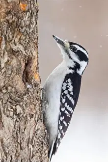 Protected Species Prints: hairy woodpecker (Leuconotopicus villosus) in winter storm