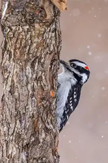 Protected Species Prints: hairy woodpecker (Leuconotopicus villosus) in winter storm