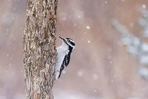 Protected Species Prints: hairy woodpecker (Leuconotopicus villosus) in winter storm