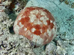 Lies Prints: Halithyle regularis (Culcita novaeguineae) lying on sandy seabed